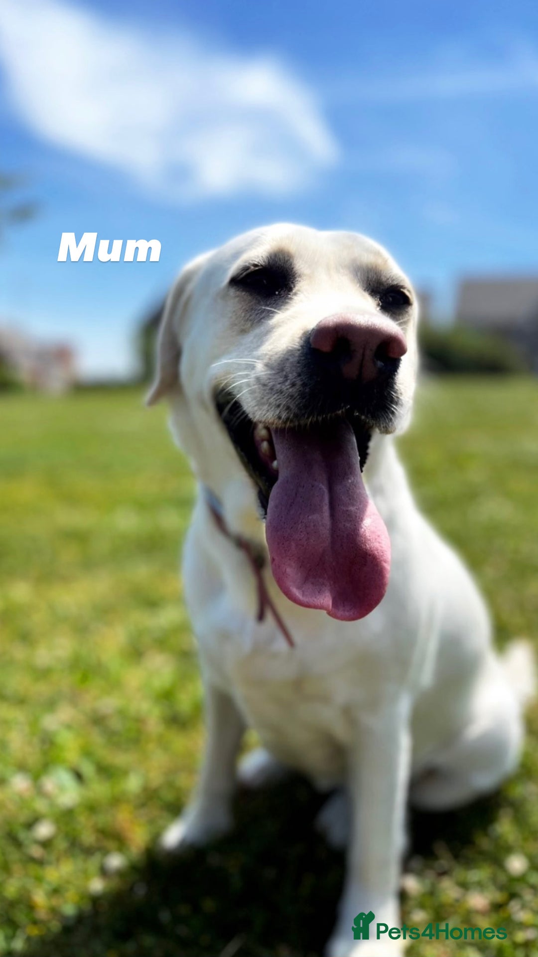 Labrador Retriever dogs for sale: Show Type Chunky Labradors  - Image 8