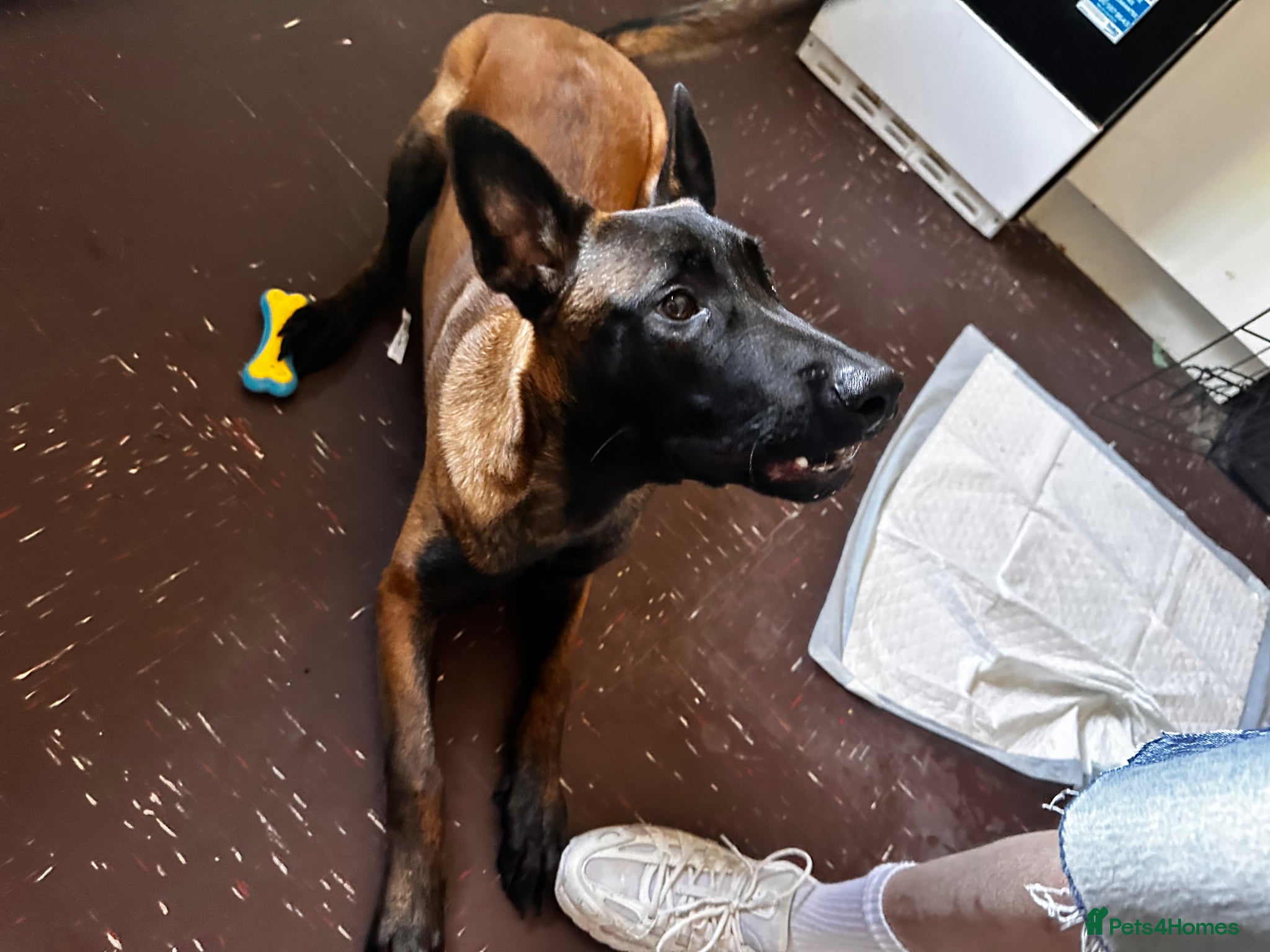 Belgian Shepherd Dog dogs 8 month old male Malinois  - Advert 1