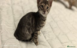 Bengal cats for sale: Silver Bengal kitten for sale  - Advert 17