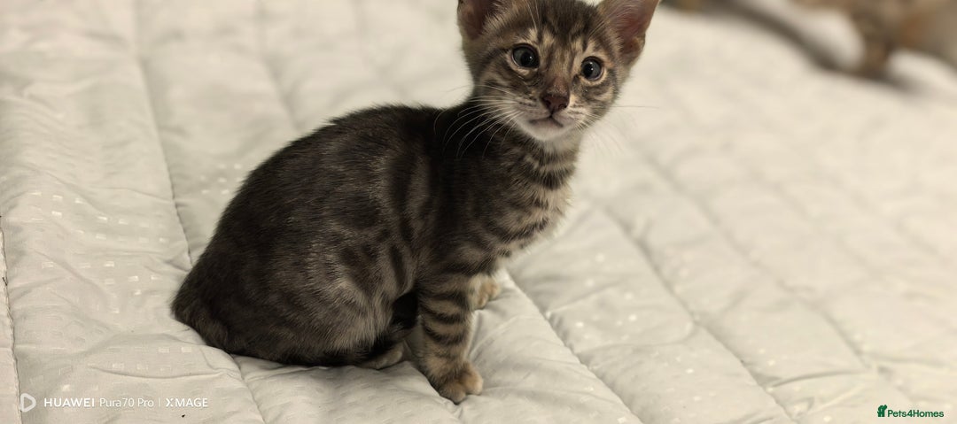 Bengal cats for sale: Silver Bengal kitten for sale  - Advert 17