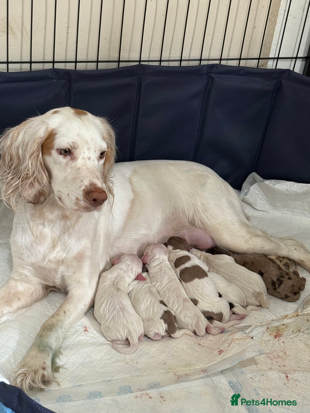 Cocker Spaniel dogs for sale: Cocker Spaniel Puppies - Image 3