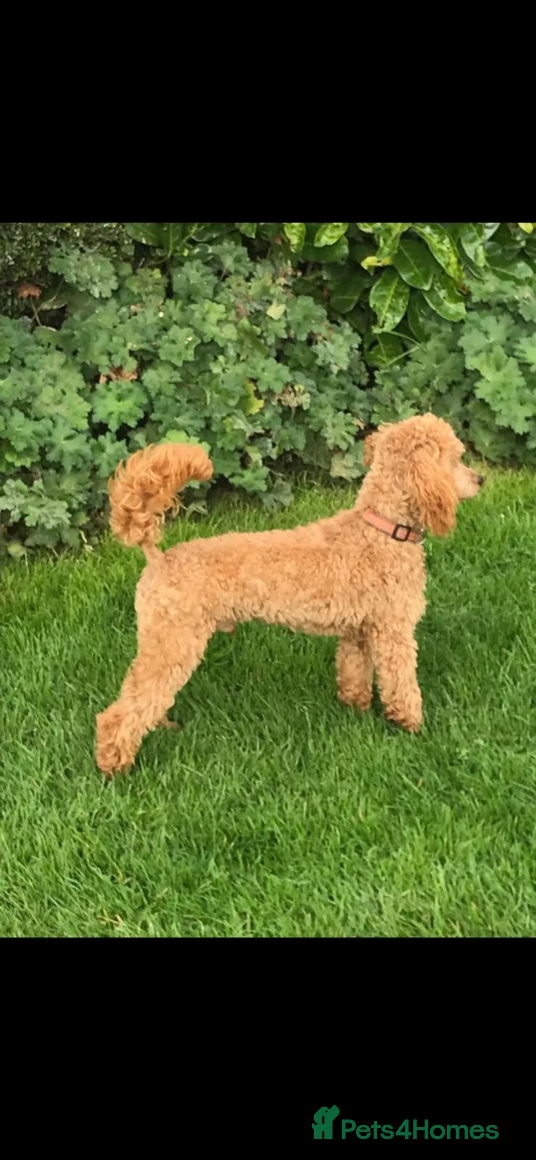 Cockapoo dogs for sale: Cockerpoo  - Advert 8