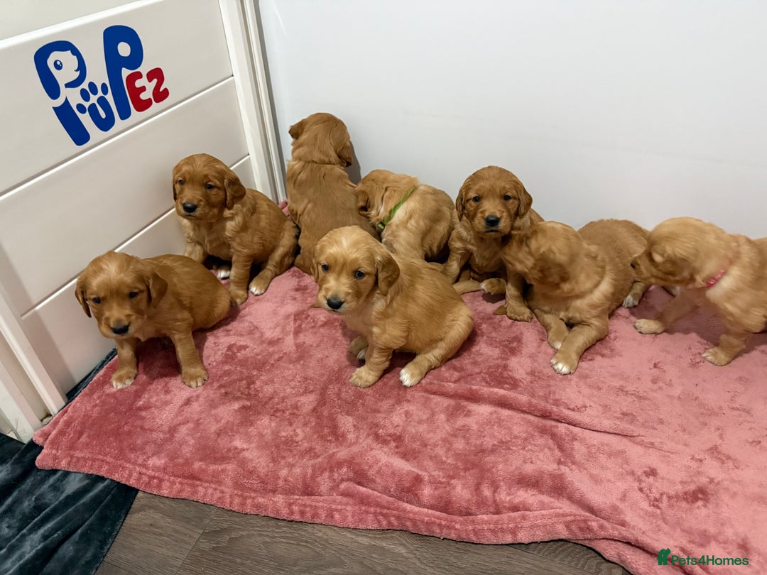 Golden Retriever dogs for sale: Dark Red Golden Retriever Pups Ready 1st November - Image 20
