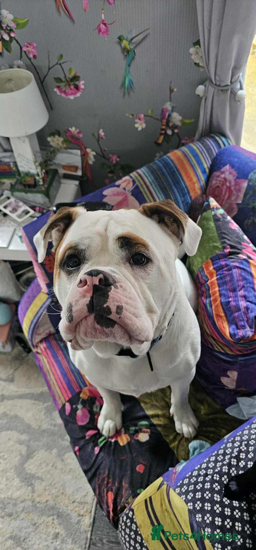 American Bulldog dogs for sale: Mr Stanley looking for new home  - Advert 1