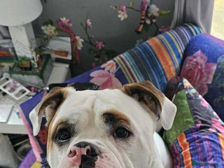 American Bulldog dogs Mr Stanley looking for new home - Advert 2