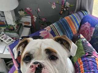 American Bulldog dogs Mr Stanley looking for new home - Advert 3
