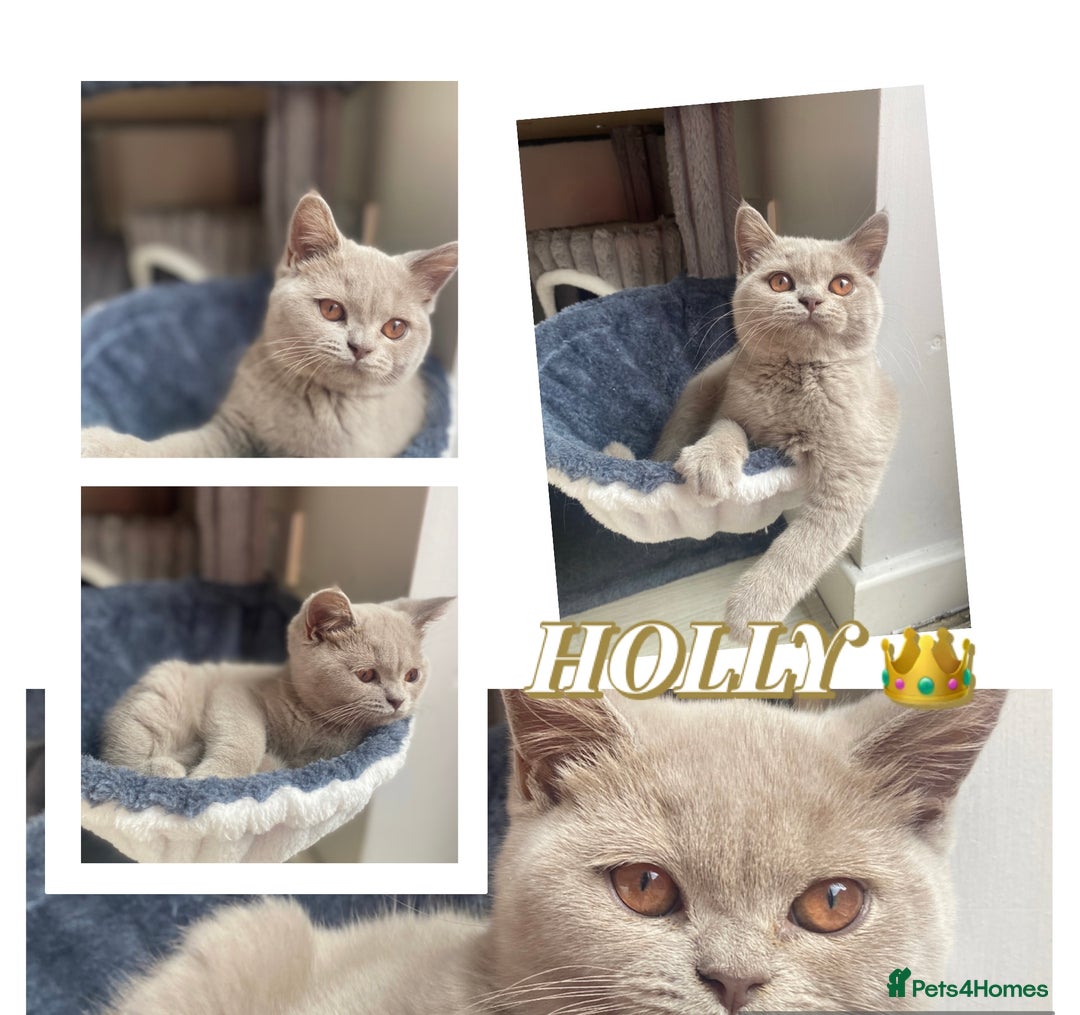 British Shorthair cats for sale: 🐾 TOP QUALLITY LILAC BSH reg GCCF purebred 🐾 - Image 30