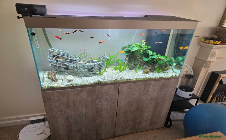Other/Mixed Breed fish - Advert 1