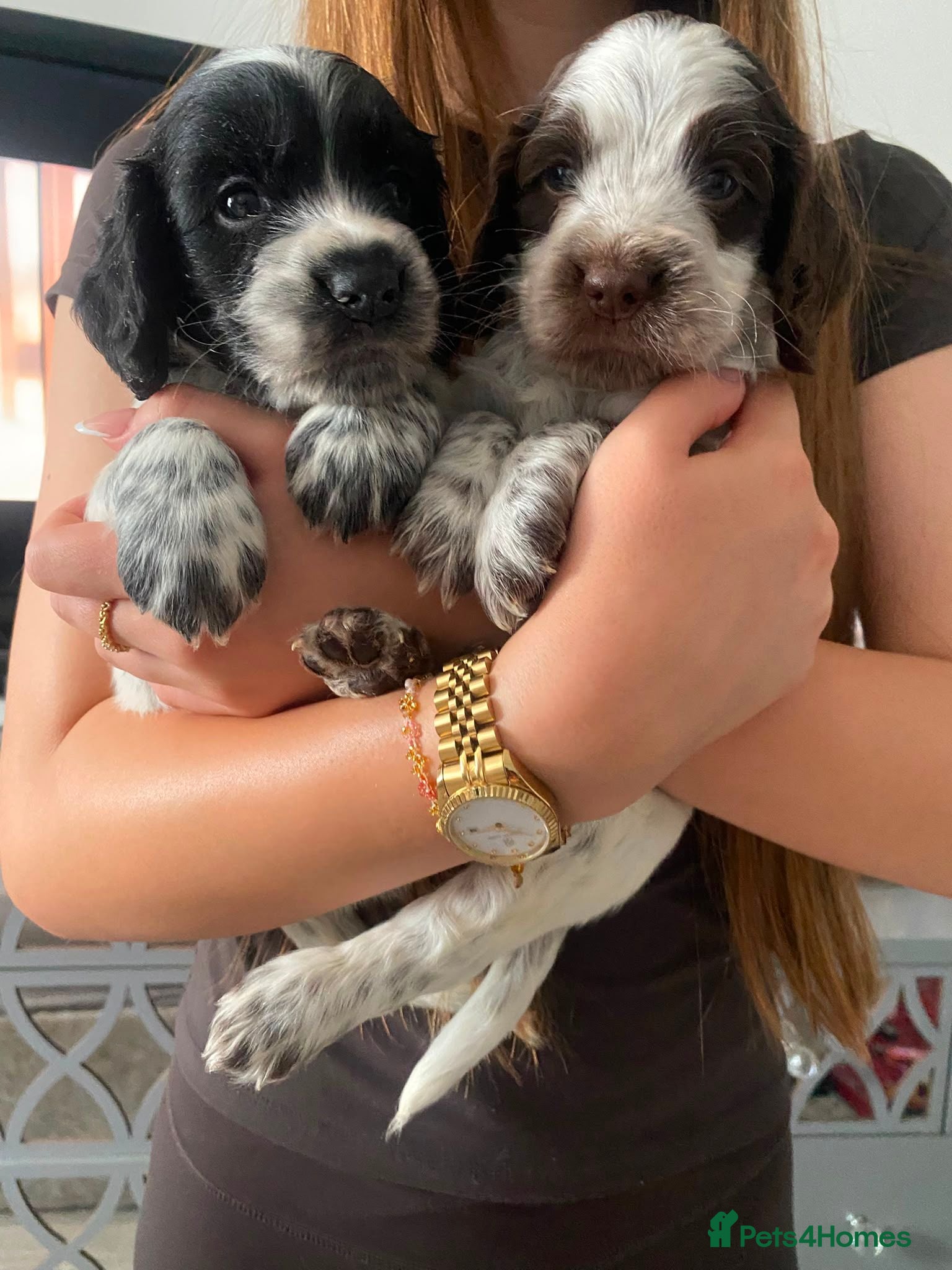 Sprocker dogs 7 beautiful sprocker spanials - Advert 19