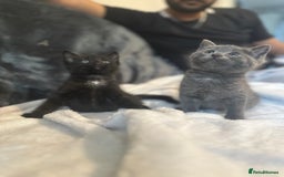 Ragdoll cats for sale: Ragdoll cross domestic shorthaired kittens  - Image 7