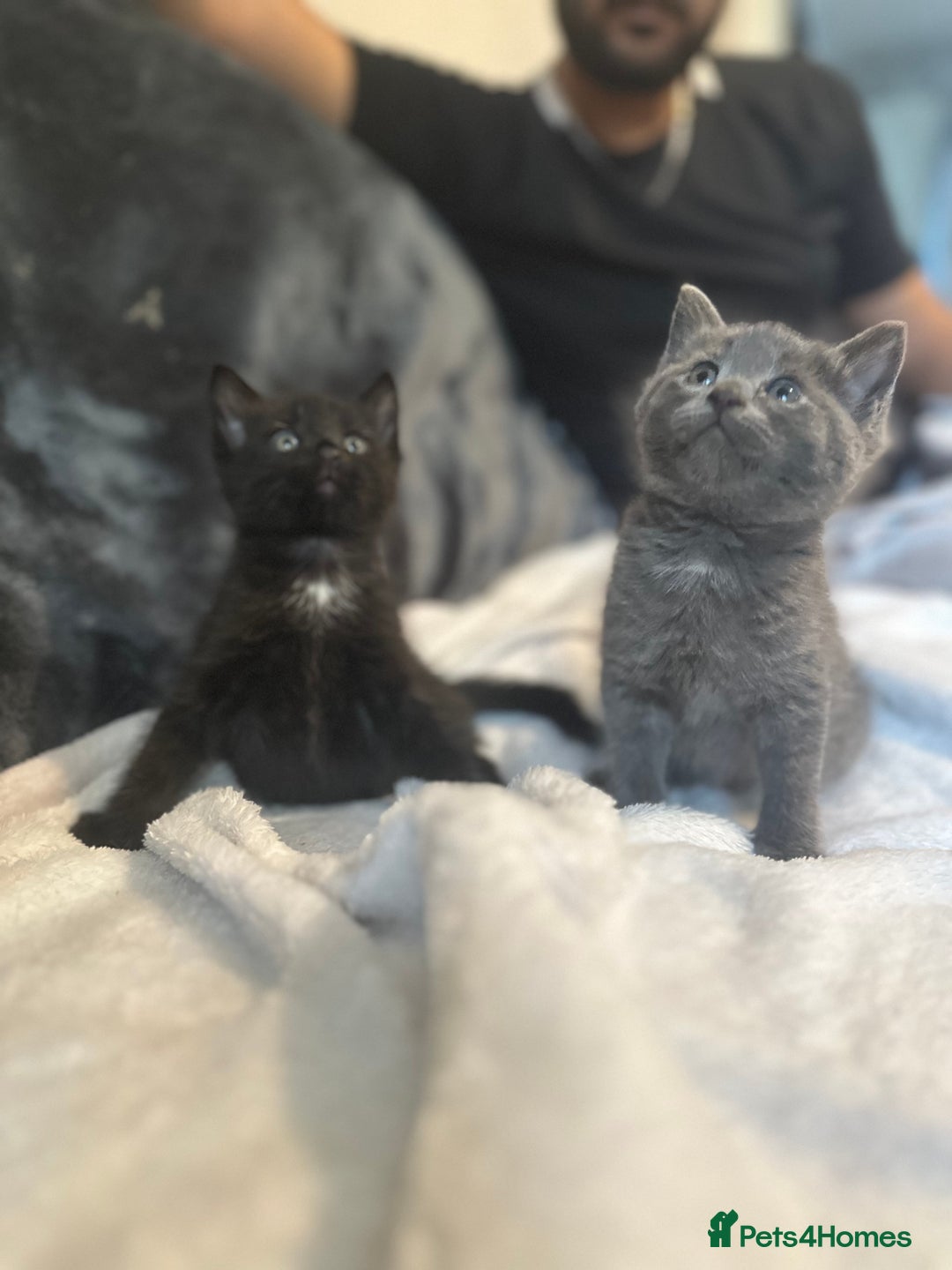 Ragdoll cats for sale: Ragdoll cross domestic shorthaired kittens  - Image 7