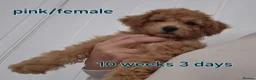 Poochon dogs for sale: Poochon - Advert 8