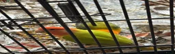 Lovebirds birds for sale: Two bonded love birds for sale - Advert 1