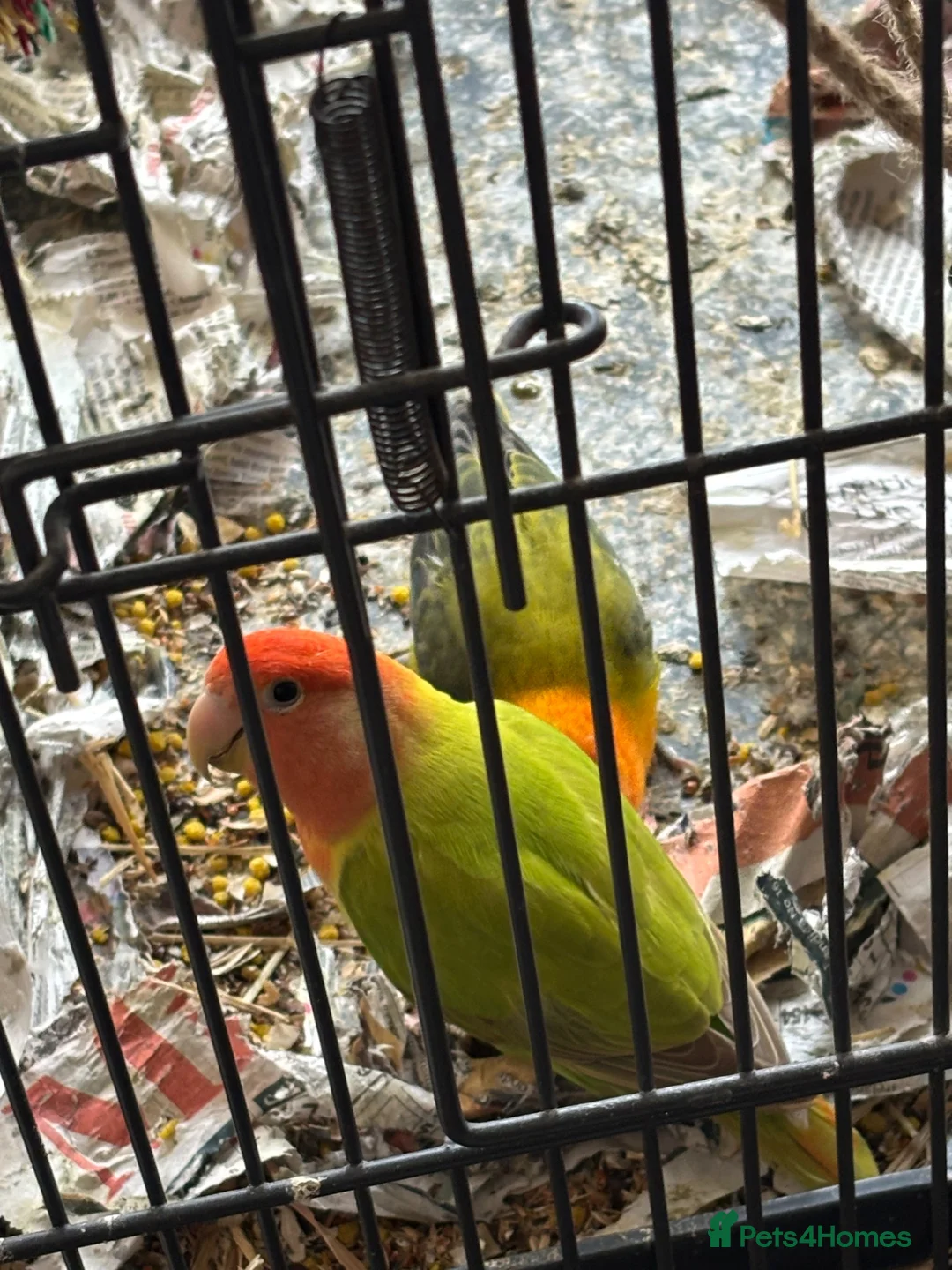 Lovebirds birds for sale: Two bonded love birds for sale - Advert 1