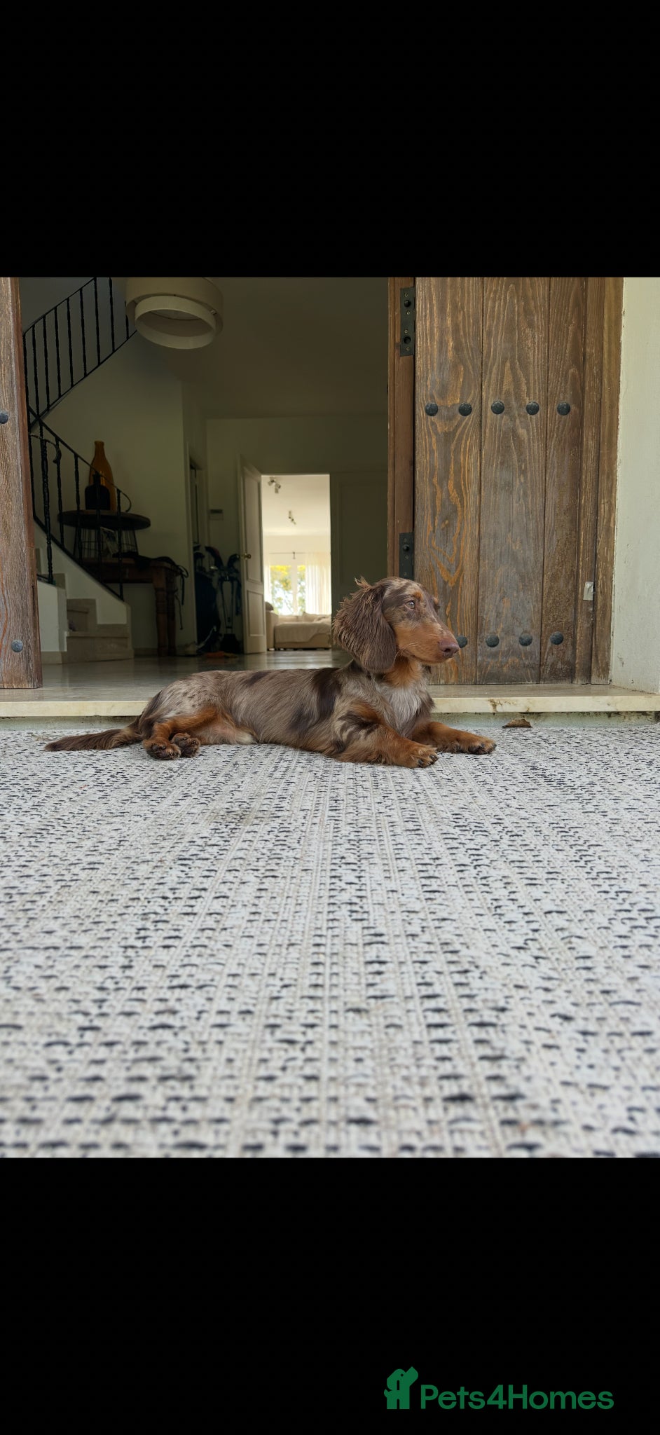 Miniature Dachshund dogs for sale: KC Registered- Long haired Mini Dachshund  in London - Advert 11