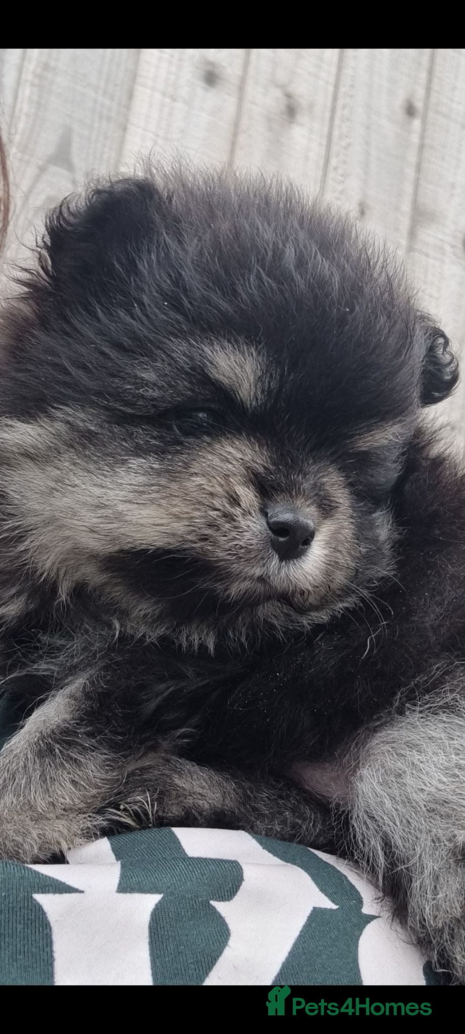 Pomeranian dogs Last black and silver - KC - Chiao li ya lines 🫅 - Advert 17