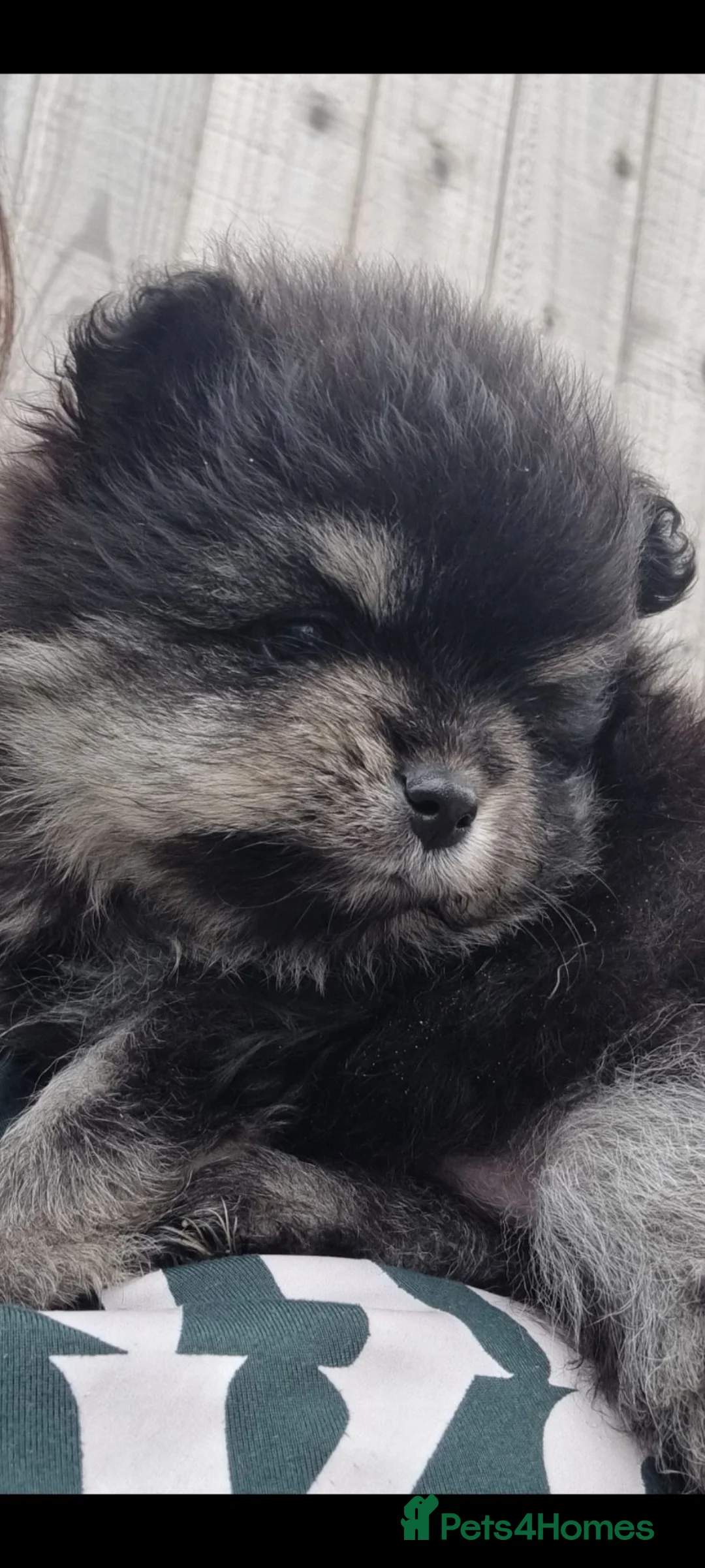Pomeranian dogs for sale: Last black and silver - KC - Chiao li ya lines 🫅 - Advert 2