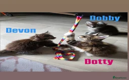 Maine Coon cats for sale: Affectionate Pure Breed Mainecoon Kittens - Image 14