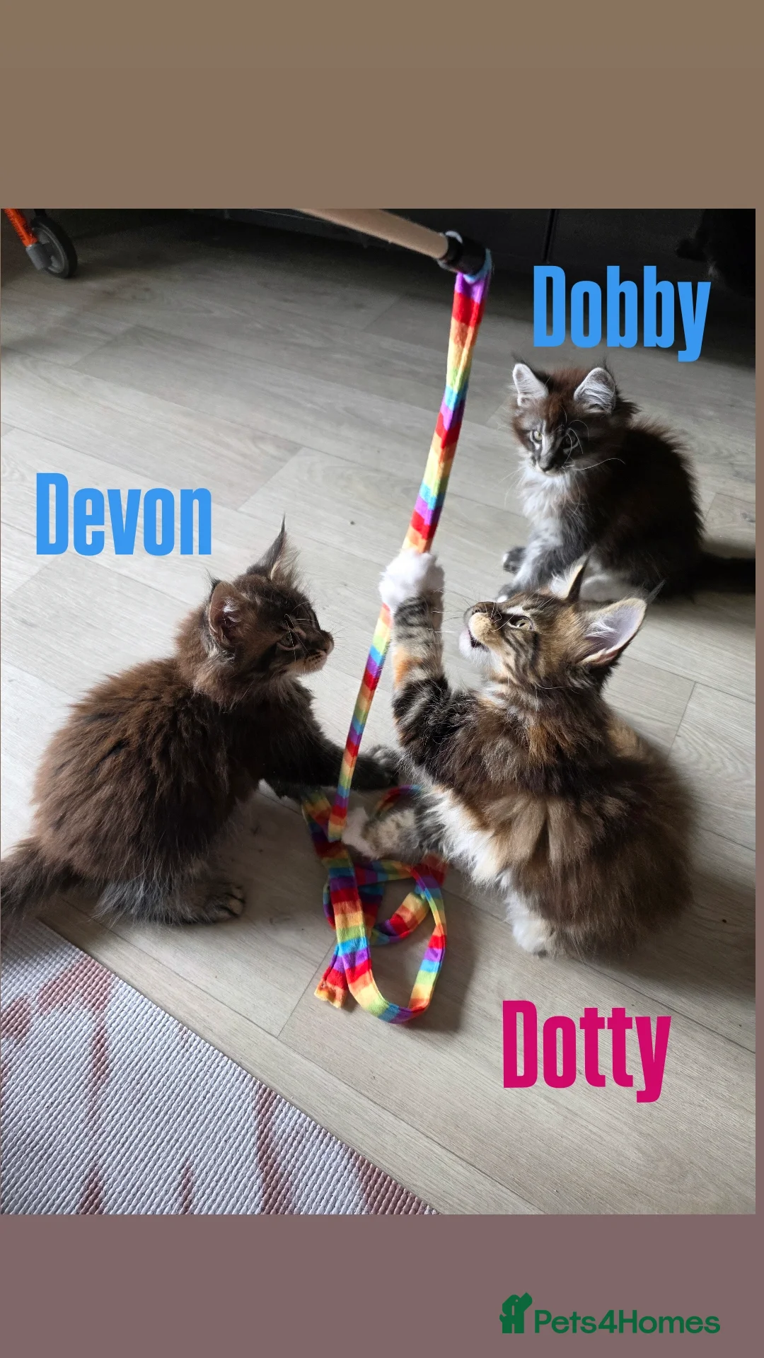 Maine Coon cats for sale: Affectionate Pure Breed Mainecoon Kittens - Image 14