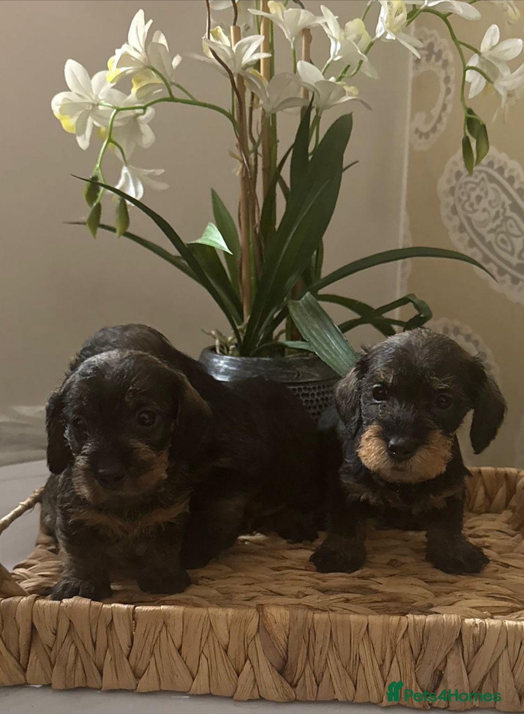 Dachshund dogs for sale: Mininature wirehaired dachshund  - Image 8