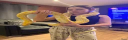 Python Snake reptiles for sale: Albino Python LARGE - Advert 4