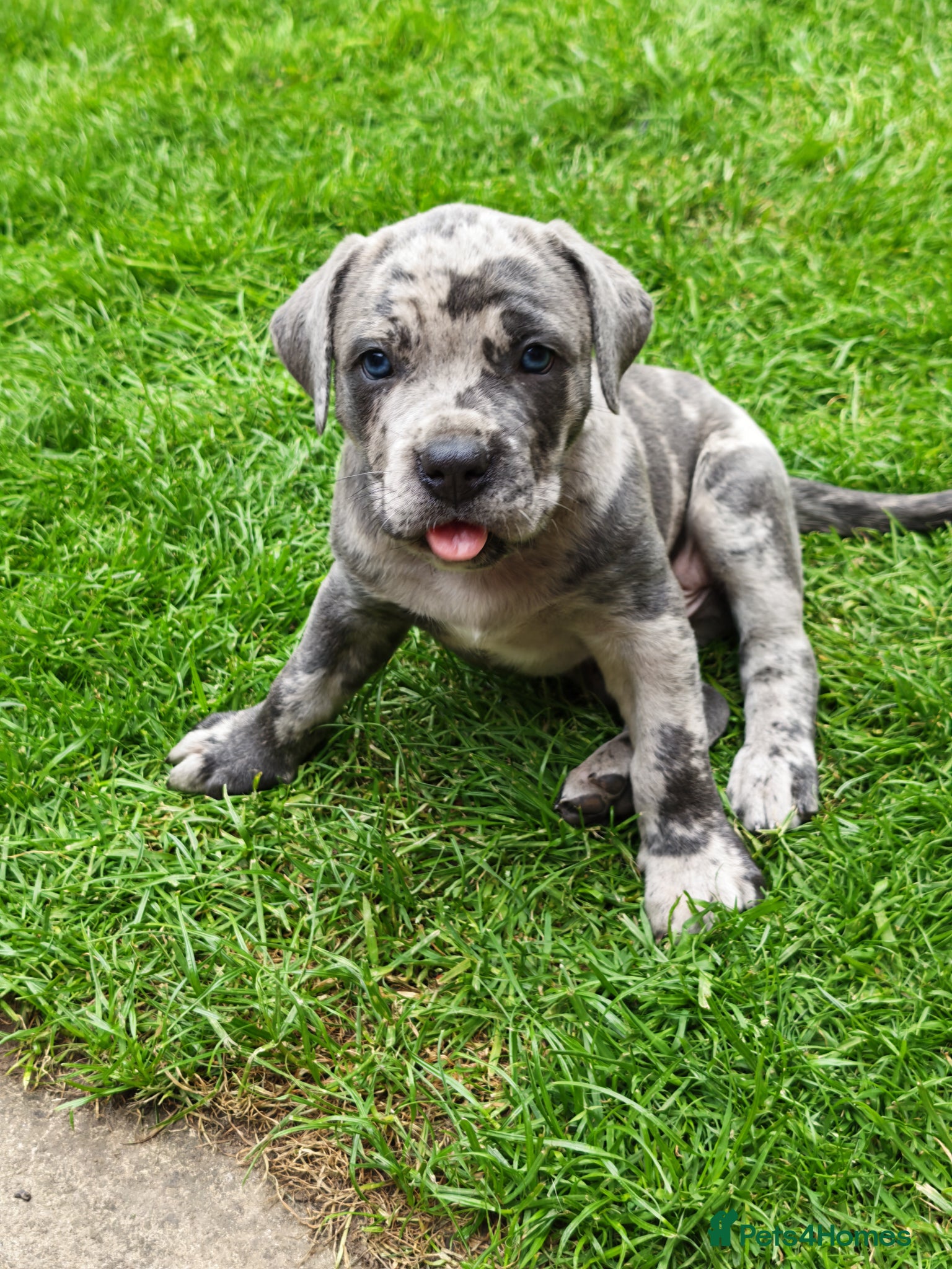Mixed Breed dogs Cane Corso x Performance Mastiff  - Advert 1