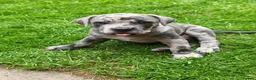 Mixed Breed dogs for sale: Cane Corso x Performance Mastiff  - Advert 2