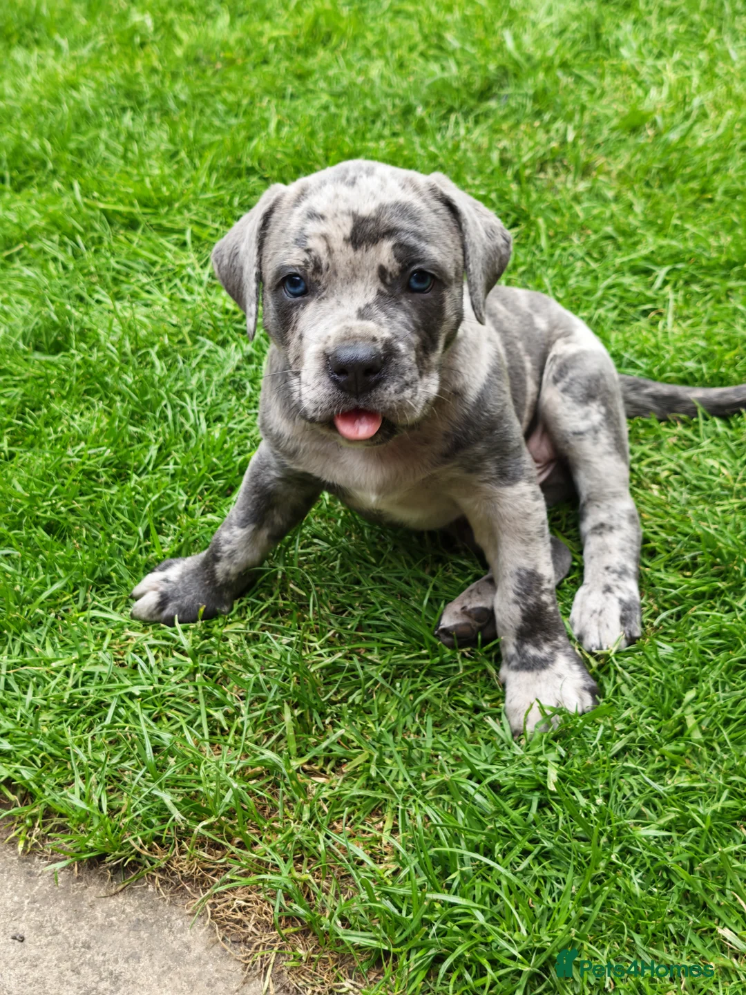 Mixed Breed dogs for sale: Cane Corso x Performance Mastiff  - Advert 2