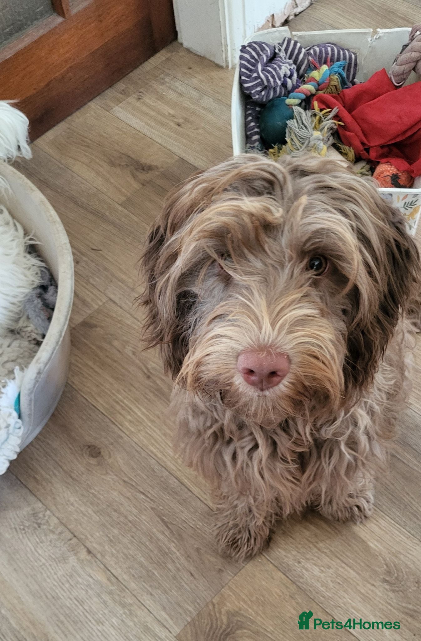 Mixed Breed dogs Beautiful Mini Australian Labradoodle  - Advert 6