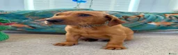 Labrador Retriever dogs for sale: Pedigree Puppies from a Family Home - Advert 9