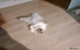 Ragdoll cats for sale: Loving Ragdoll girl for sale - Image 5