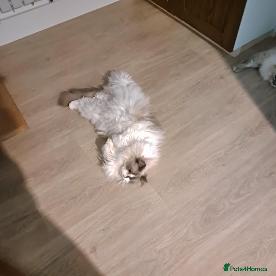 Ragdoll cats for sale: Loving Ragdoll girl for sale - Image 5