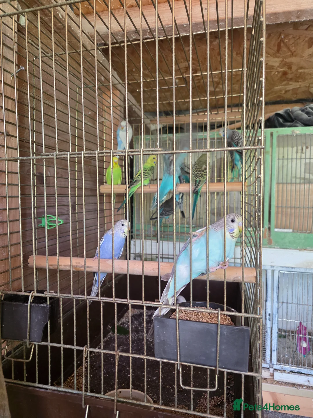 Budgerigars birds for sale: Budgies  - Advert 2