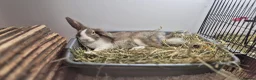 Mixed Breed rabbits for sale: Morag vaccinated and neutered  - Advert 4