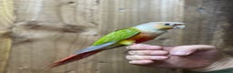 Conures birds for sale: Baby Pineapple conure  - Advert 8