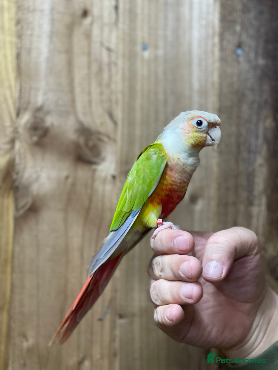 Conures birds for sale: Baby Pineapple conure  - Advert 8