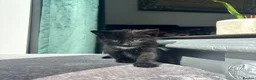 Mixed Breed cats for sale: 🐾🖤Gorgeous Boy kitten🖤 ready now  in Harleston - Advert 7