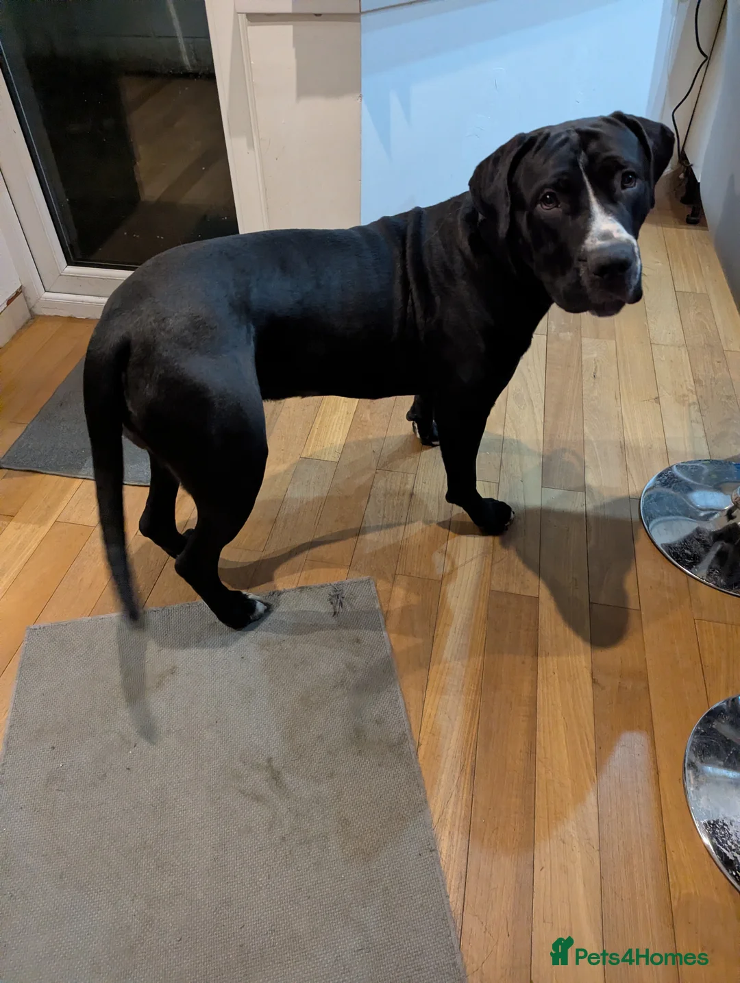 Mixed Breed dogs for sale: Great Dane cross  - Advert 2