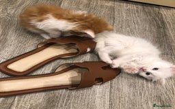 Mixed Breed cats for sale: Litter 5 kittens looking for there forever homes.  - Image 4