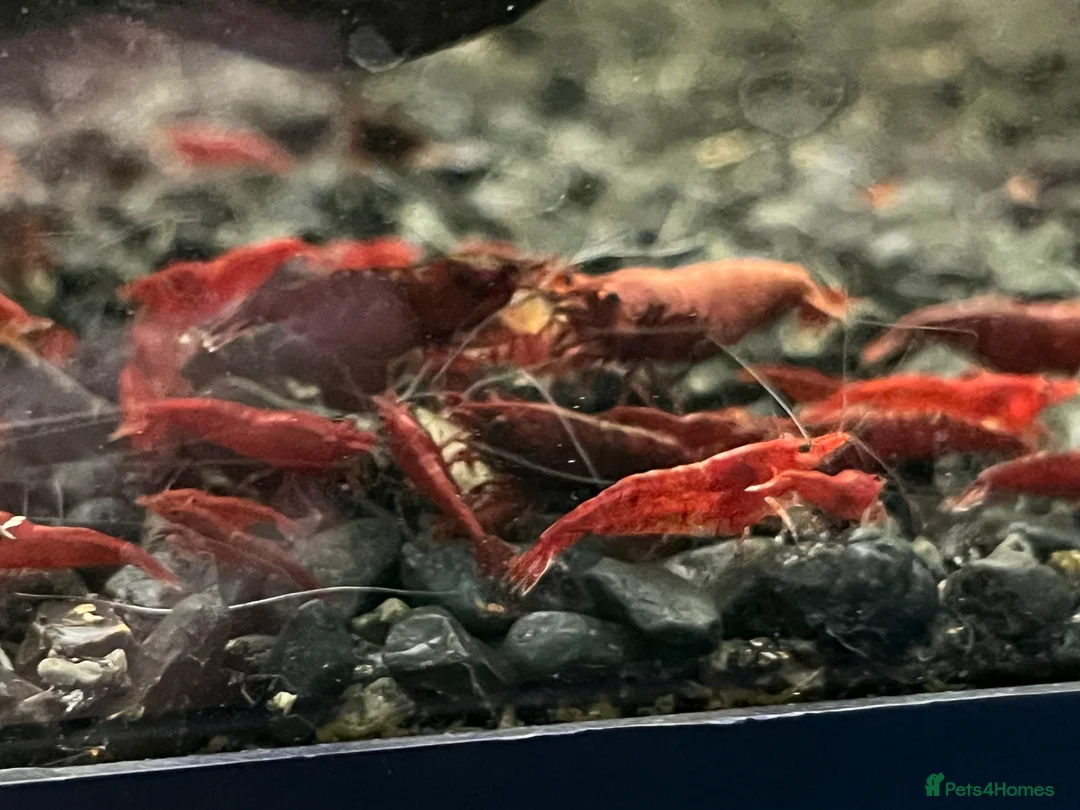 Shrimps fish for sale: Neocaridina shrimp - Advert 2