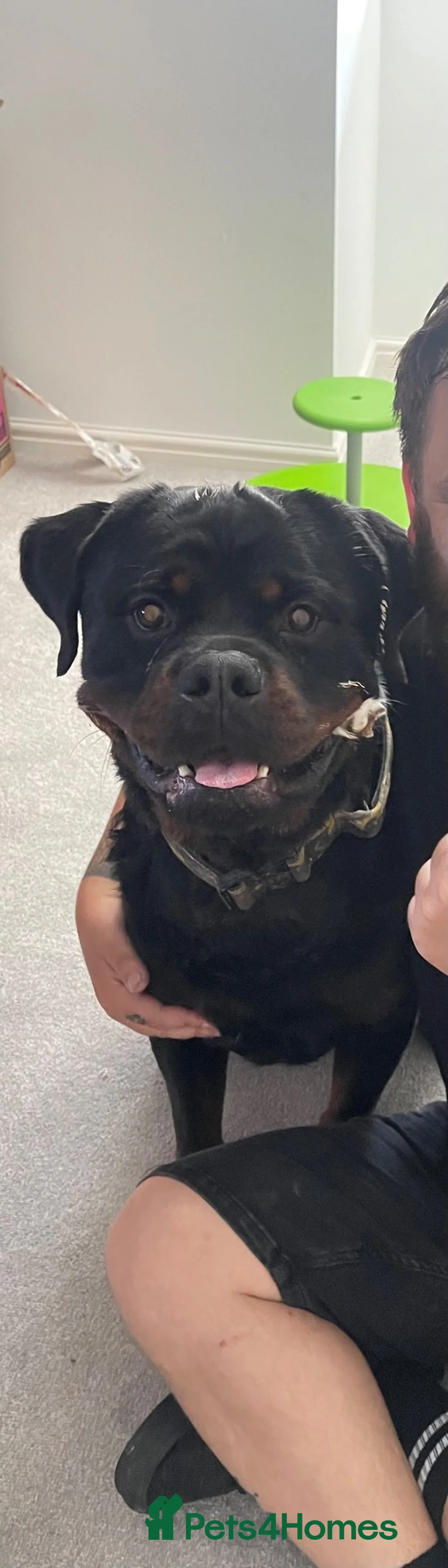 Rottweiler dogs for sale: Male Rottweiler  in Bishop Auckland - Advert 2