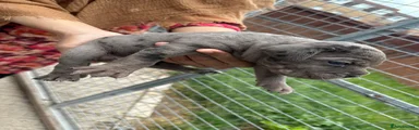 Cane Corso 4