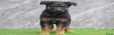 German Shepherd Puppy 3