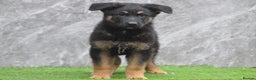 German Shepherd dogs for sale: KC Registered GSD Litter – 1 Male Available - Advert 13