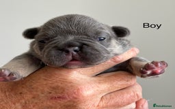 French Bulldog dogs for sale: French Bulldog Puppies - Image 3