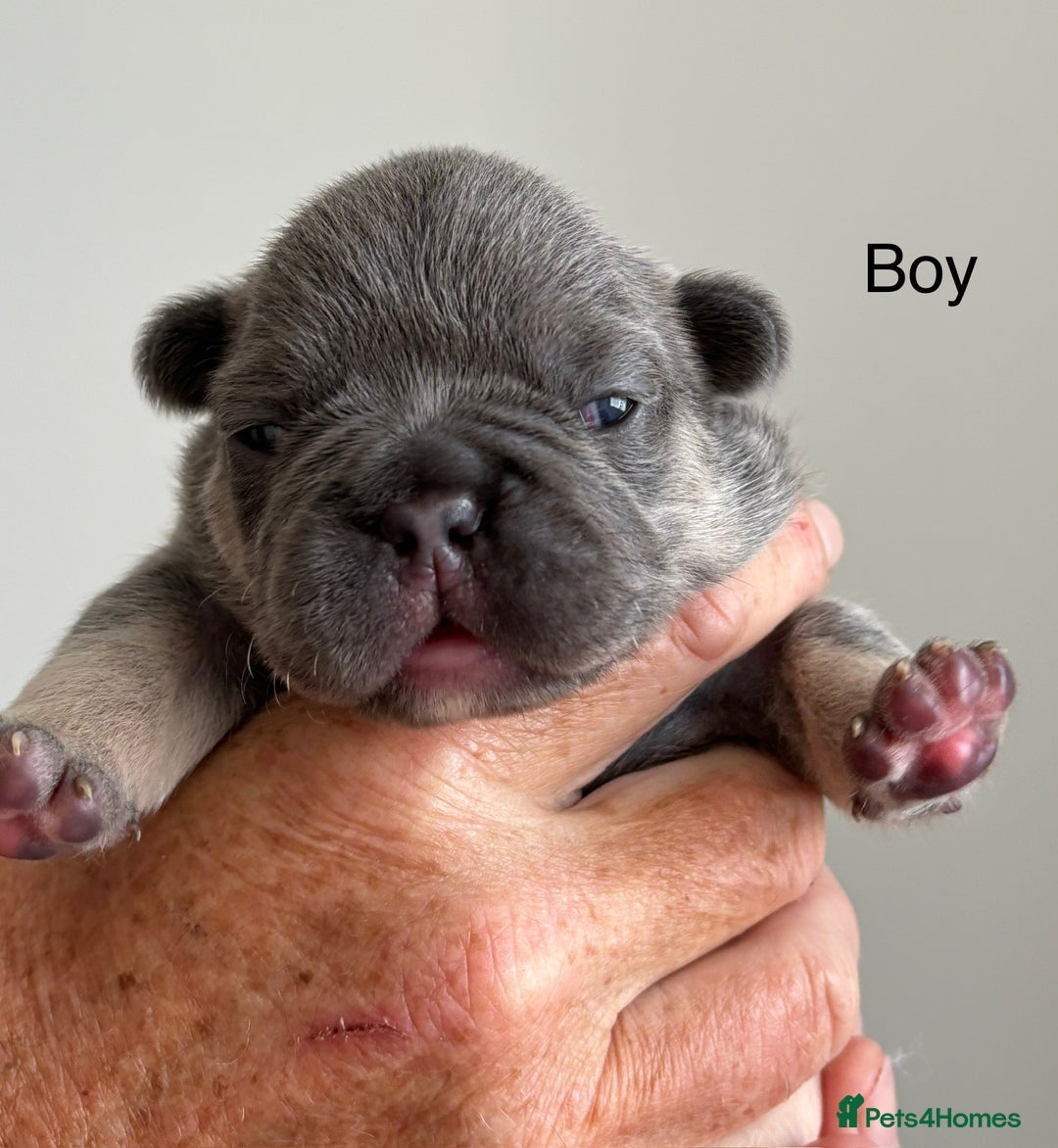 French Bulldog dogs for sale: French Bulldog Puppies - Image 3