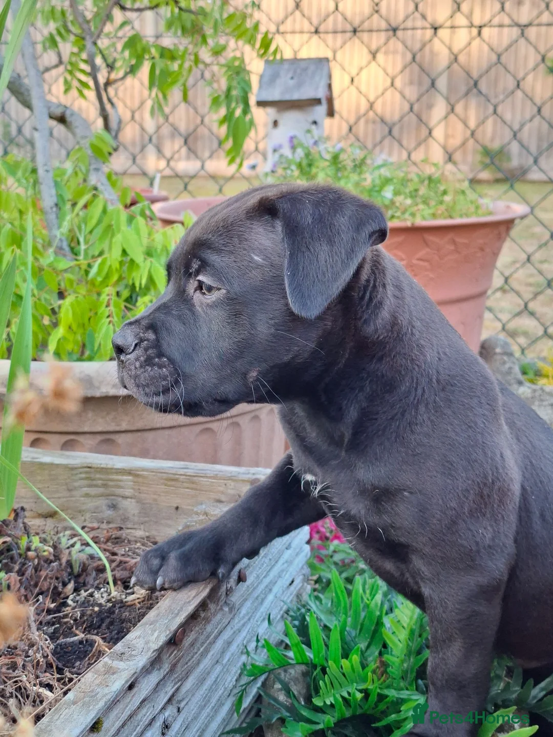 Mixed Breed dogs for sale: American bulldog cross dogue de bordeaux  - Advert 2