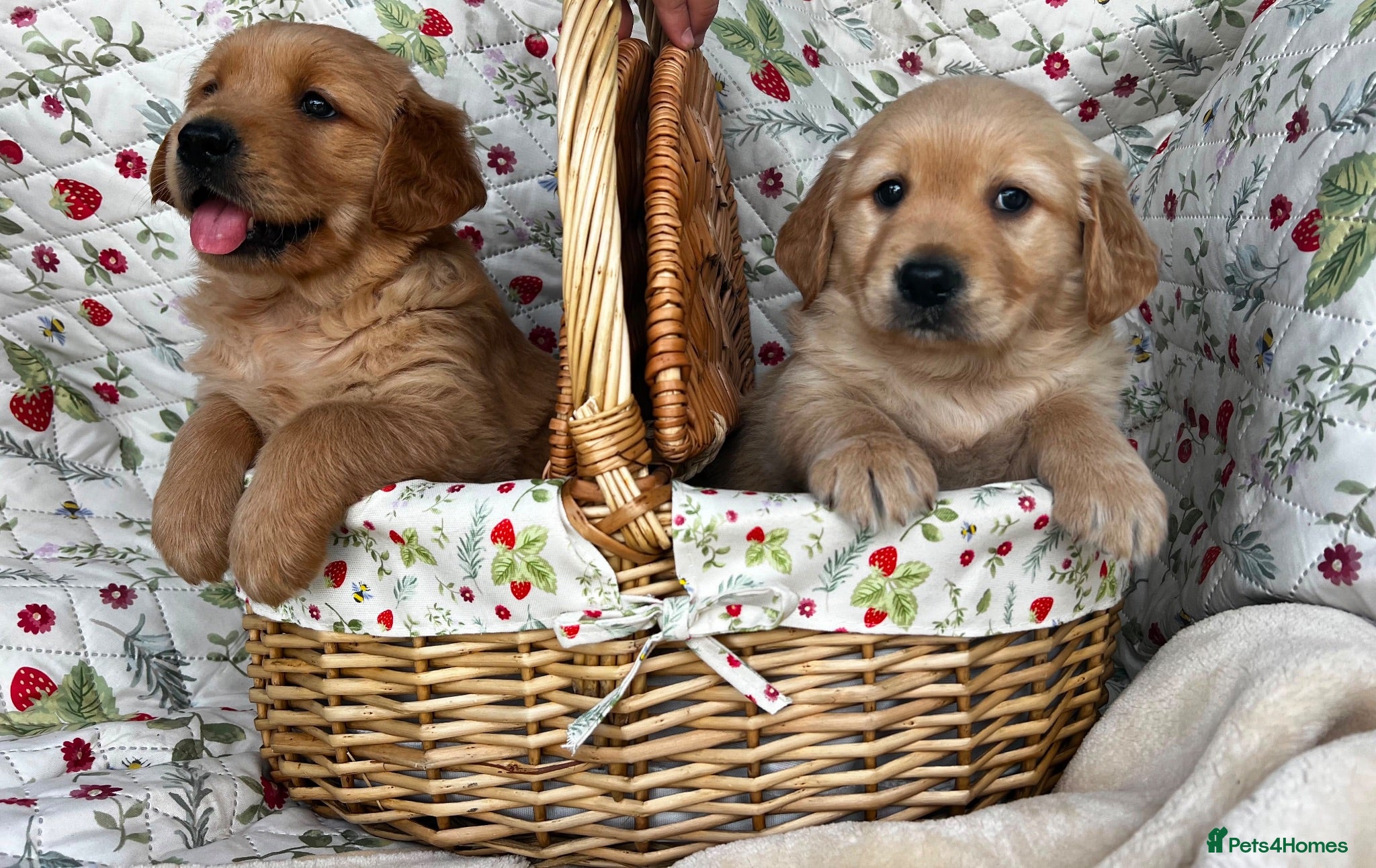 Golden Retriever dogs KC registered golden retriever for sale  - Advert 1