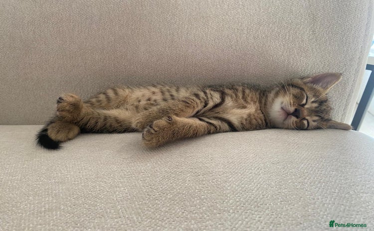 British Shorthair cats - Advert 1