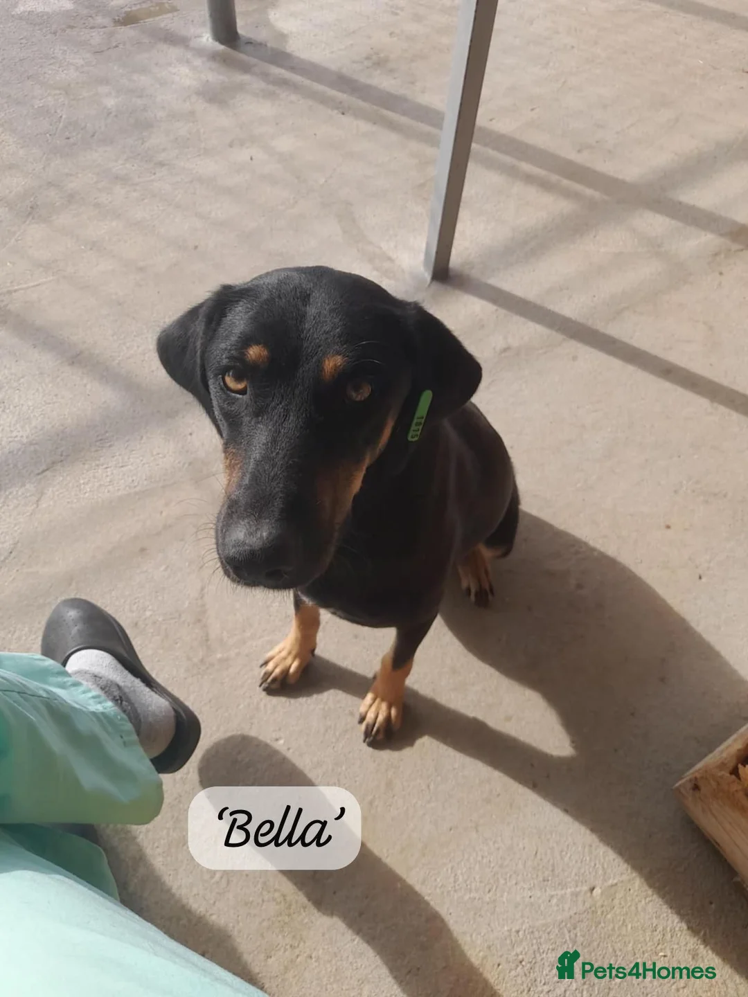 Mixed Breed dogs for adoption: Bella, 2 yrs old. Available for adoption. - Advert 5